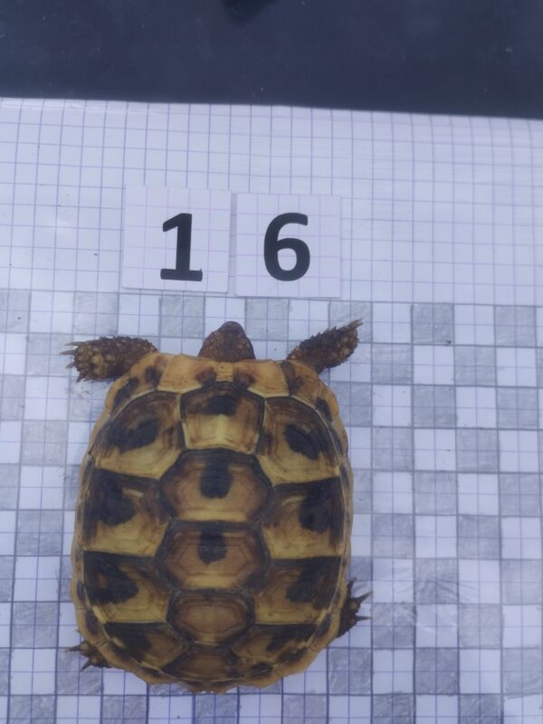 Testudo Hermanni Boettgeri n°16 - 04203 – Image 2