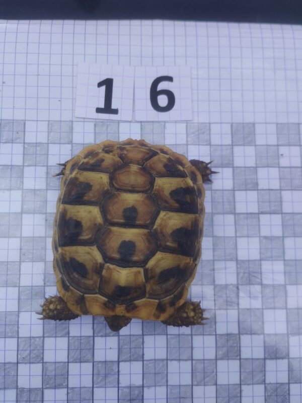 Testudo Hermanni Boettgeri n°16 - 04203 – Image 3