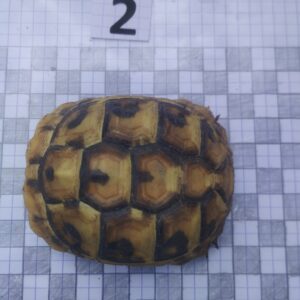 Testudo Hermanni Boettgeri n°02 - 04238