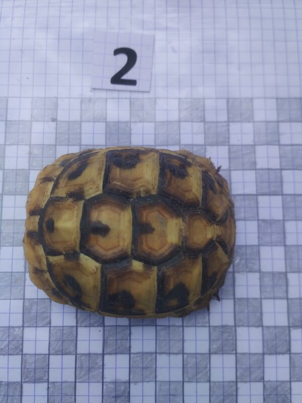 Testudo Hermanni Boettgeri n°02 - 04238