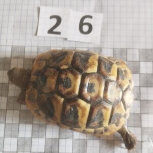 Testudo Hermanni Boettgeri n°26 - 04528 (RESERVEE)