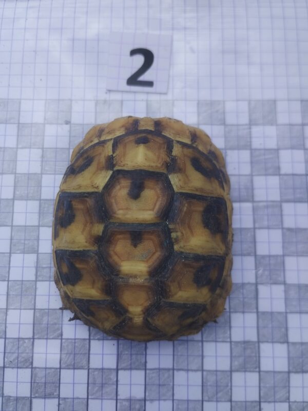 Testudo Hermanni Boettgeri n°02 - 04238 – Image 2