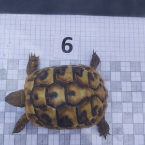 Testudo Hermanni Boettgeri n°06 - 05961