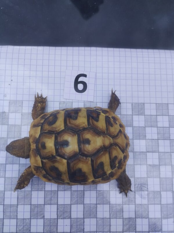 Testudo Hermanni Boettgeri n°06 - 05961