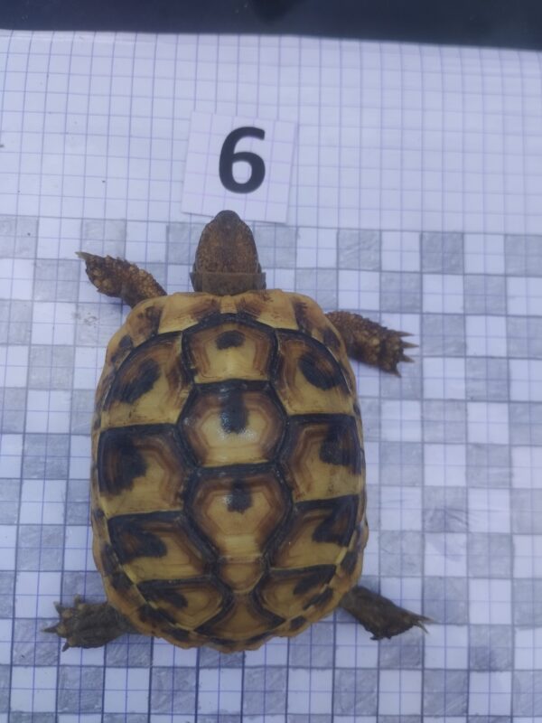 Testudo Hermanni Boettgeri n°06 - 05961 – Image 2