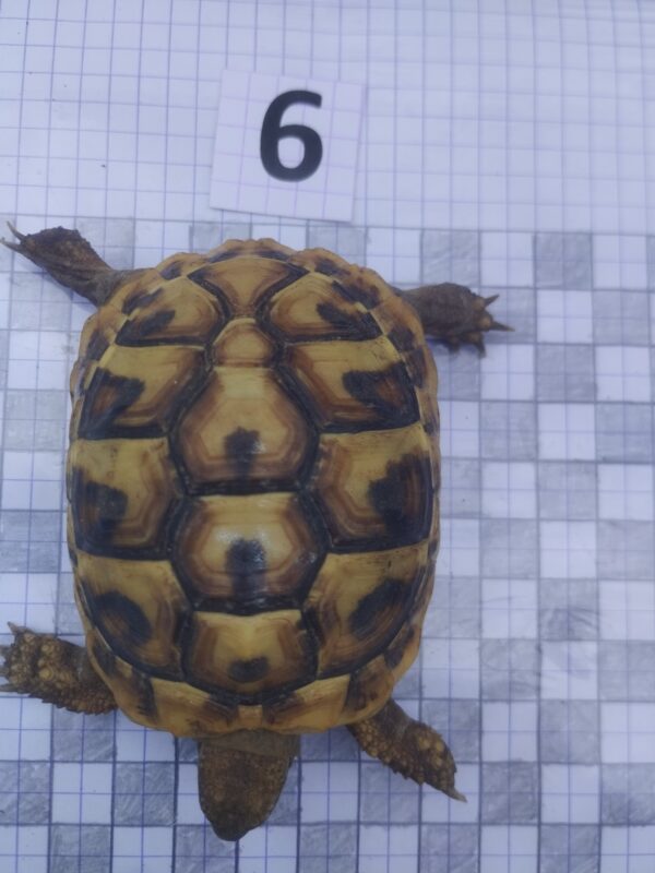 Testudo Hermanni Boettgeri n°06 - 05961 – Image 3