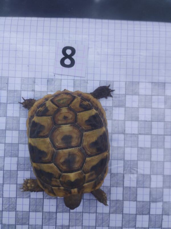 Testudo Hermanni Boettgeri n°08 - 04517 – Image 3