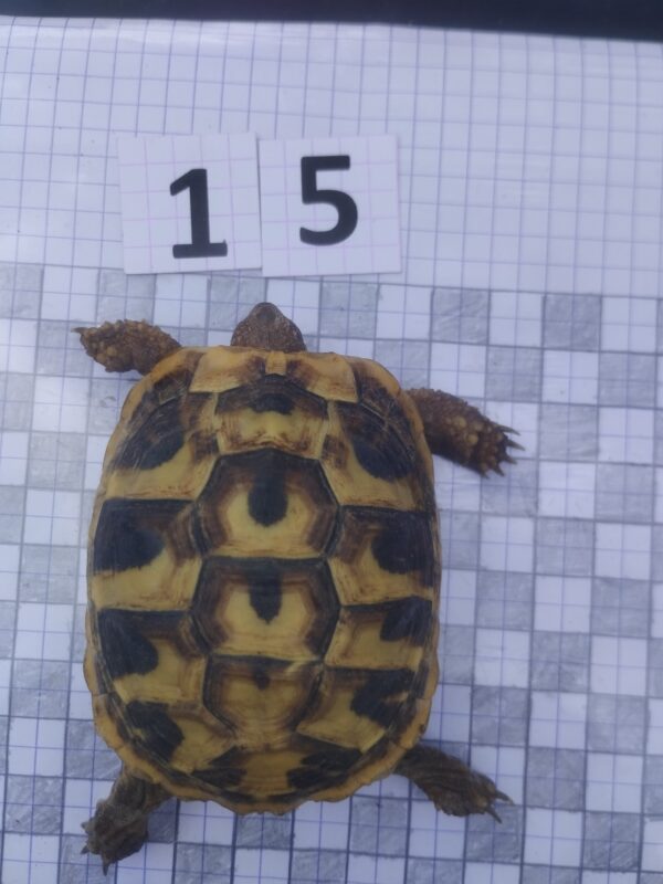 Testudo Hermanni Boettgeri n°15 - 04216 – Image 2
