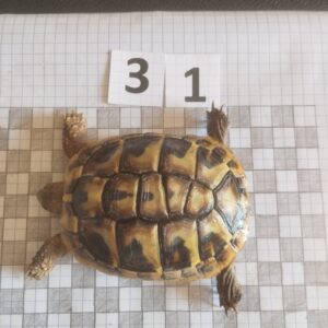 Testudo Hermanni Boettgeri n°31- 05914