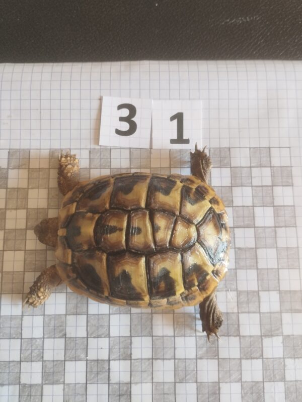 Testudo Hermanni Boettgeri n°31- 05914
