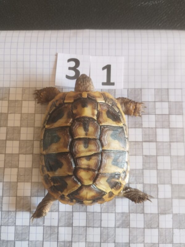 Testudo Hermanni Boettgeri n°31- 05914 – Image 2