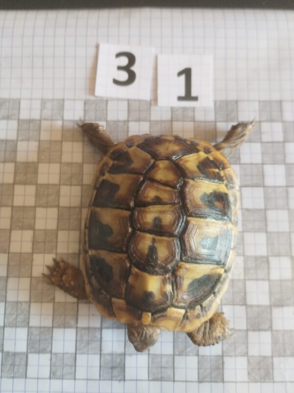 Testudo Hermanni Boettgeri n°31- 05914 – Image 3