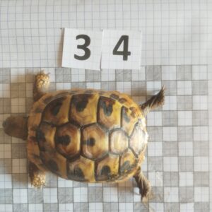 Testudo Hermanni Boettgeri n°34 - 03961