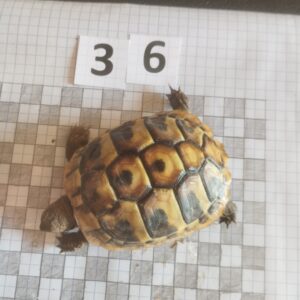 Testudo Hermanni Boettgeri n°36 - 06000