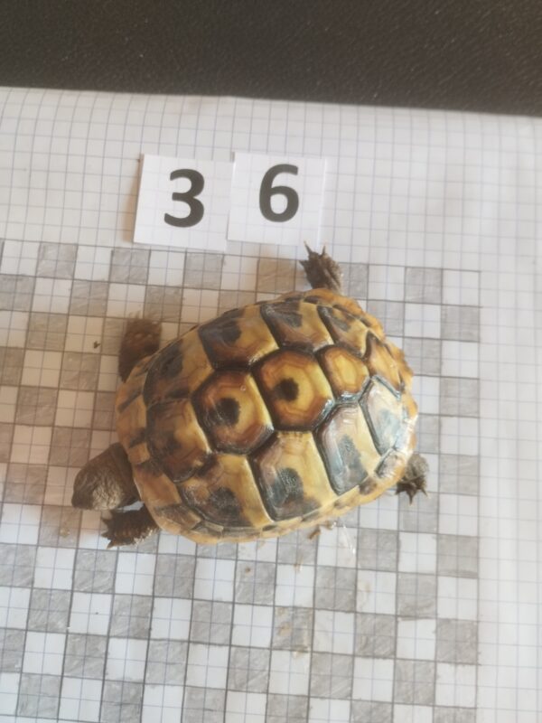 Testudo Hermanni Boettgeri n°36 - 06000