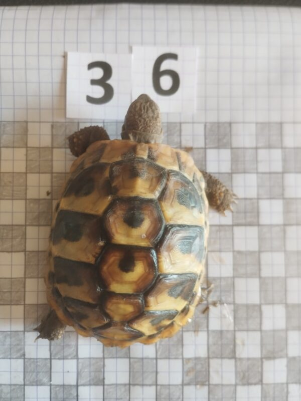 Testudo Hermanni Boettgeri n°36 - 06000 – Image 2