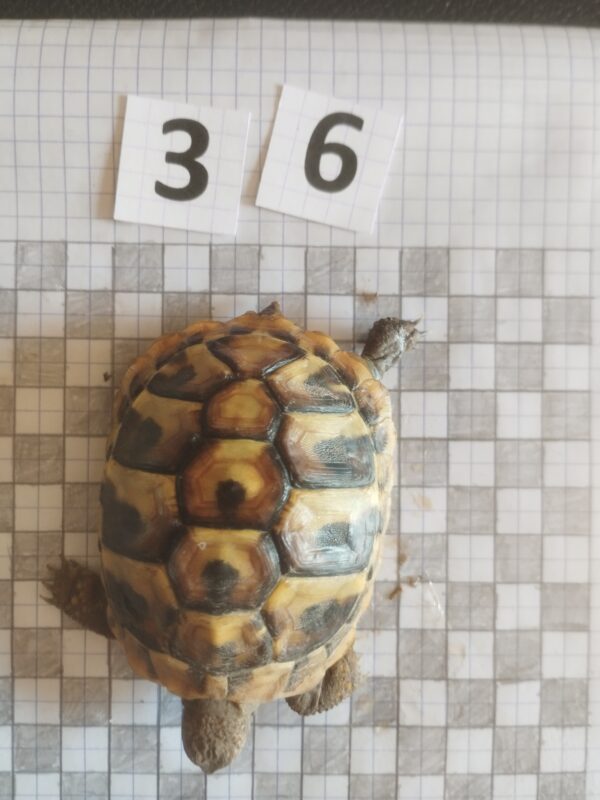 Testudo Hermanni Boettgeri n°36 - 06000 – Image 3