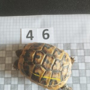 Testudo Hermanni Boettgeri n°46 - 03970