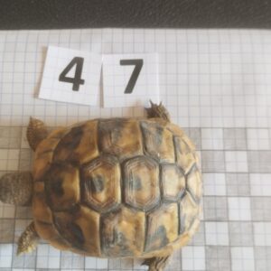 Testudo Hermanni Boettgeri n°47 - 06080